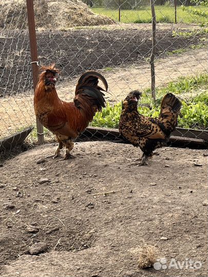 Семья павловское золото