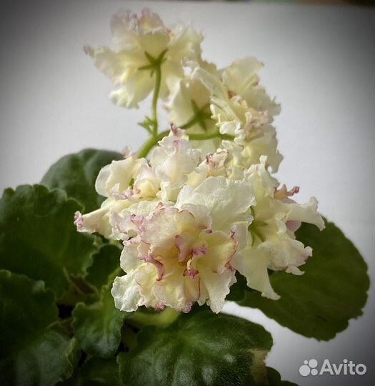 Фиалка Санкиссед Роуз