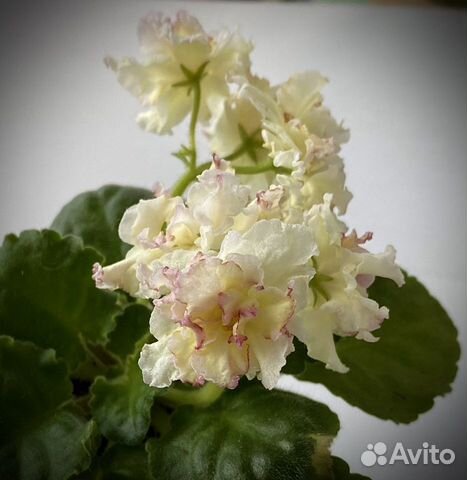 Фиалка Санкиссед Роуз