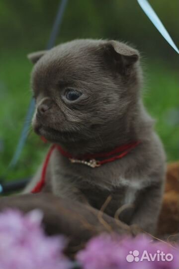 Чиахуа щенок голубого окраса с синими глазами