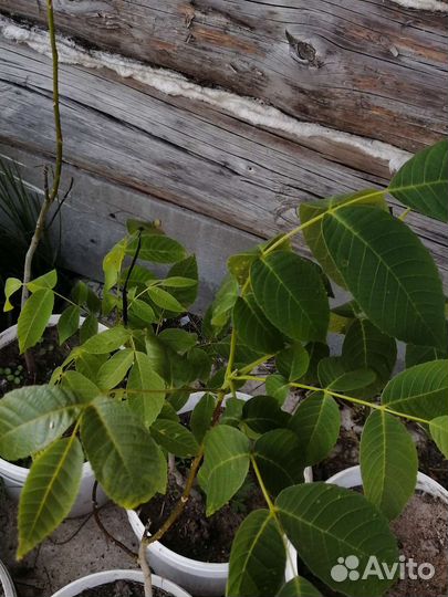 Чай камелия орех грецкий