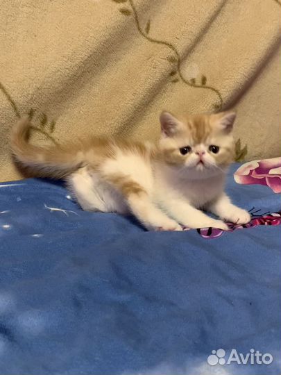 Экзотический котик