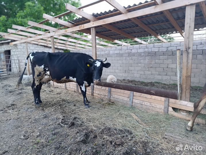 Коровы дойные