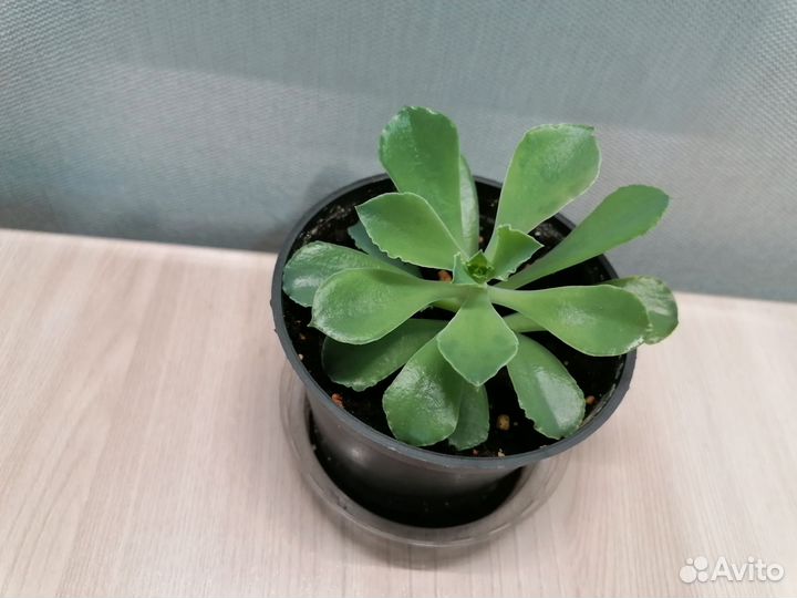 Эхеверия Шавиана