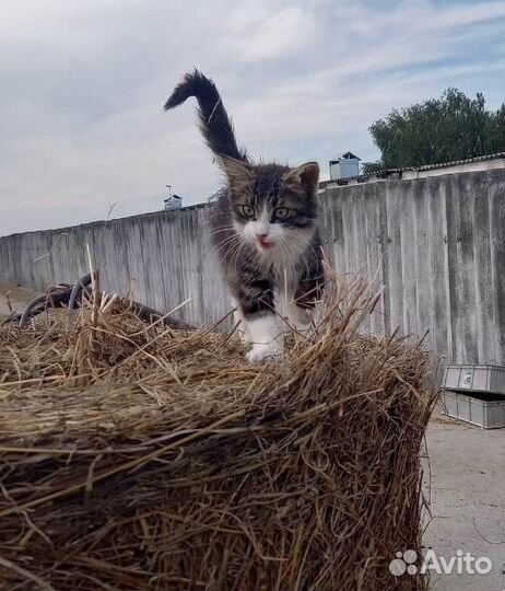 Котик-пушистик 2 мес