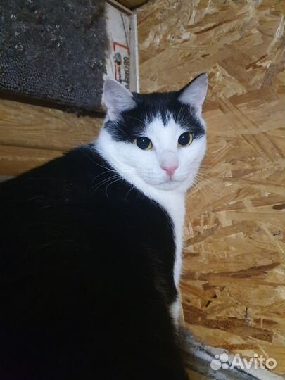 Большой, молодой кот