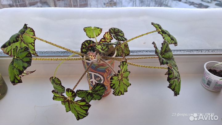 Цветы домашние в горшках