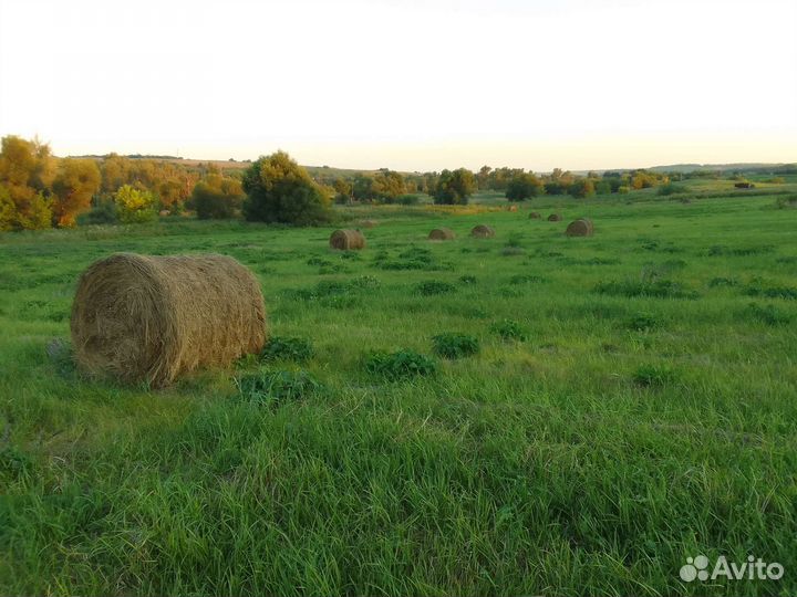 Сено луговое в тюках