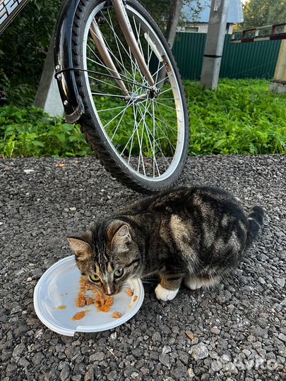 Ищет дом кошка мраморного окраса