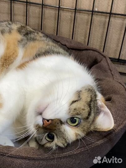 Кошка Щечка пушистые щечки в дар