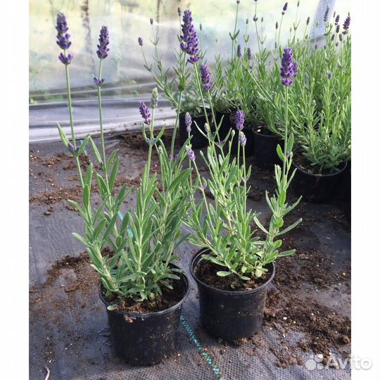 Лаванда,Шалфей,Ковыль,Мискантус в ассортименте