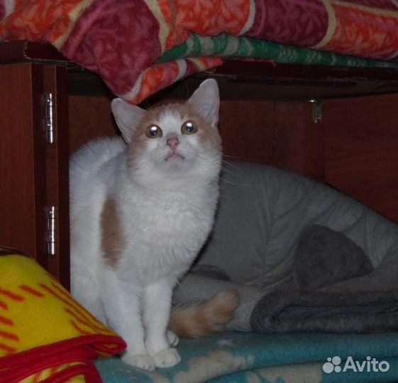 Зайка в семью