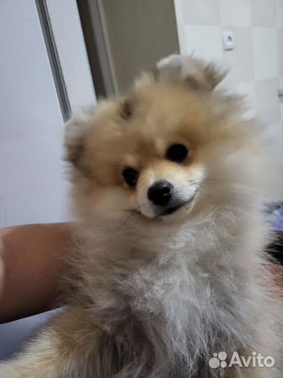 Померанский шпиц