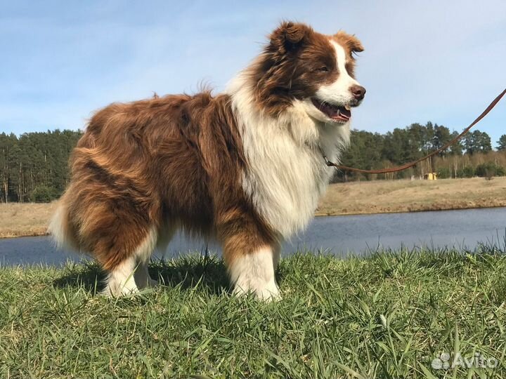 Бордер колли, лучшие щенки