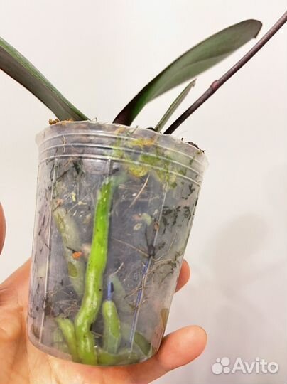 Орхидея фаленопсис Formation