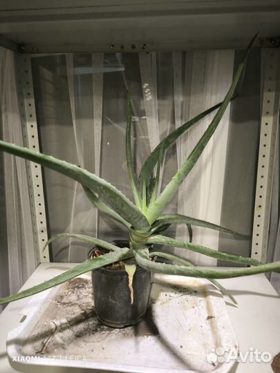 Алоэ лечебный