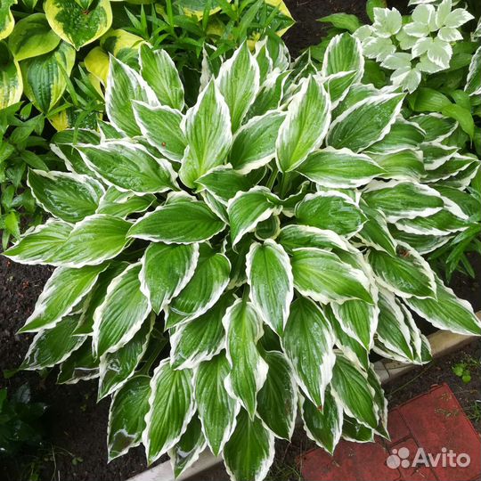 Хоста, разные сорта и размер