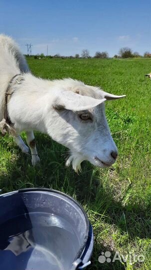 Коза дойная