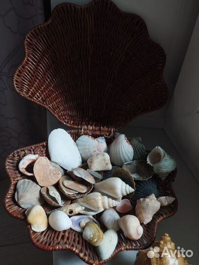 Морские ракушки