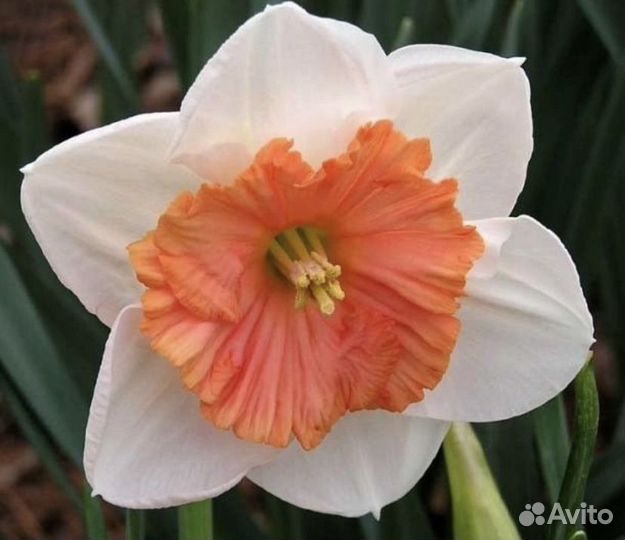 Нарциссы сортовые