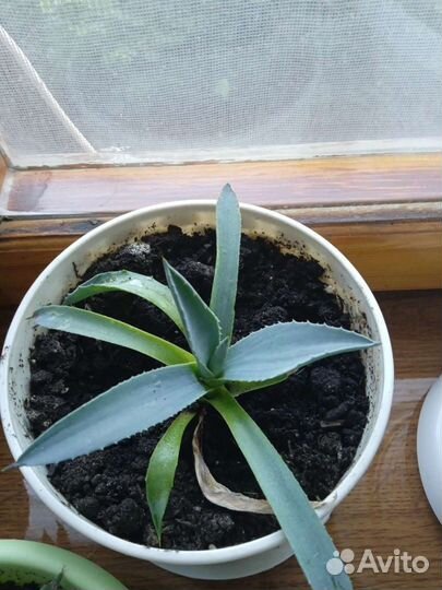 Цветы Агава