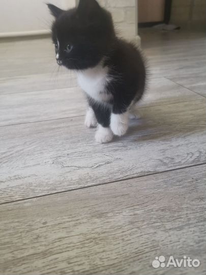 Котята в добрые руки бесплатно