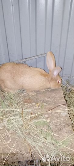 Кролики разных возрастов