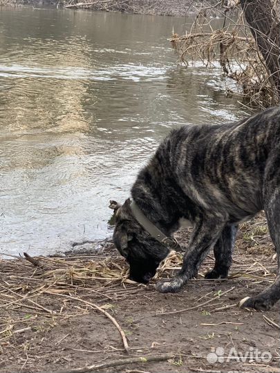 Собака в добрые руки помесь кане корсо
