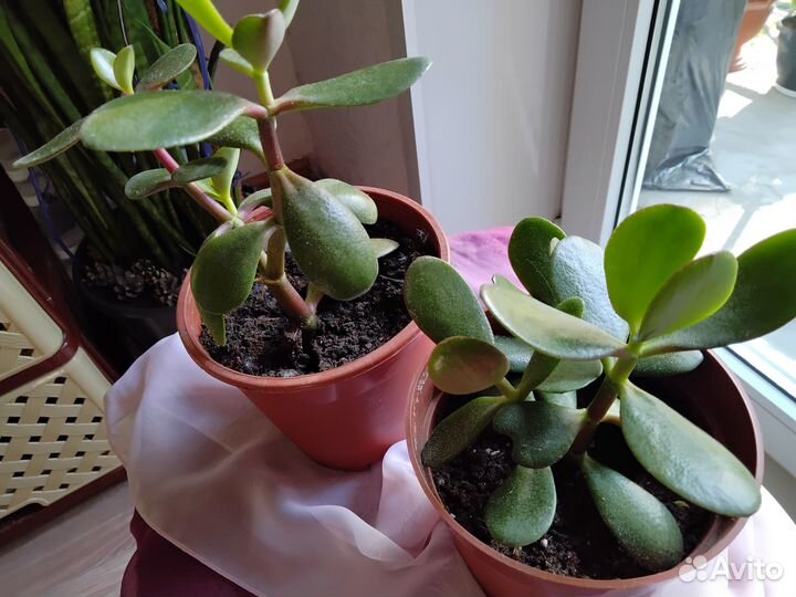 Денежное дерево толстянка