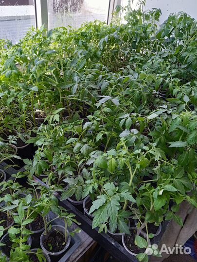 Рассада томатиков, топинамбура