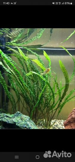 Аквариумные растения