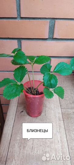 Рассада клубники Близнецы