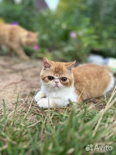 Экстремального типа