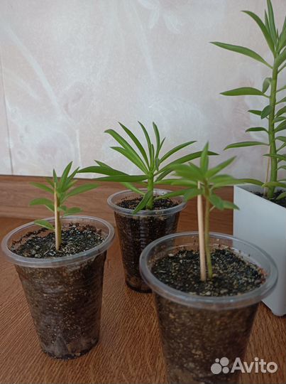 Пеперомия Феррейра