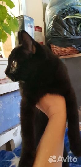 Котёнок ищет дом