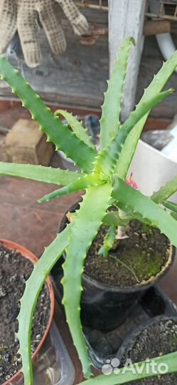 Алоэ (столетник)