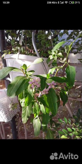 Мушмула, Годжи