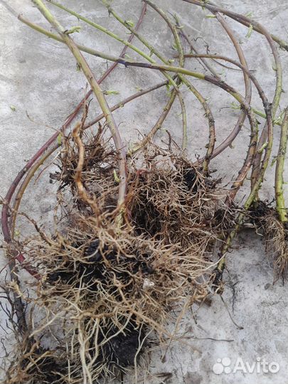 Черная малина