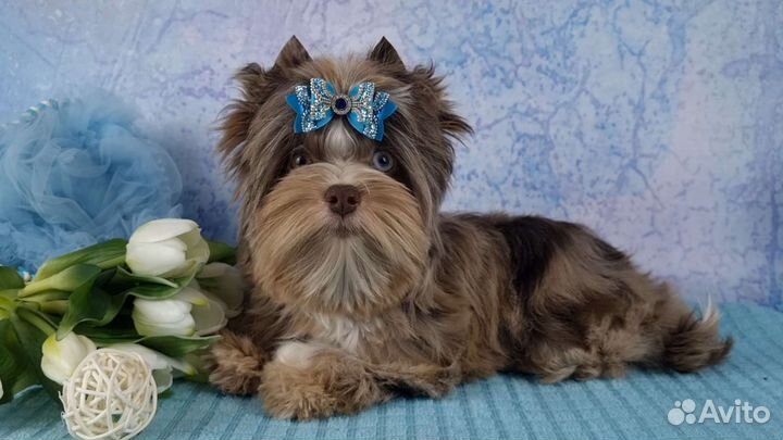 Эксклюзивная девочка Шокомерле с голубым глазиком