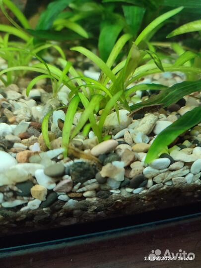 Креветки микс