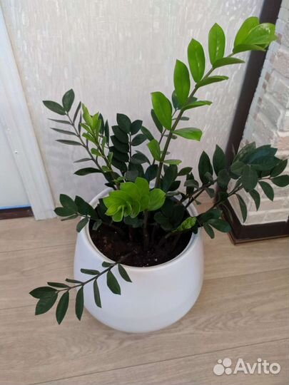 Замиокулькас.Фикус Грин дрим. Спатифиллум