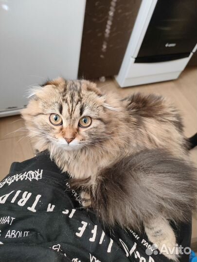 Вислоухая котейка в добрые руки