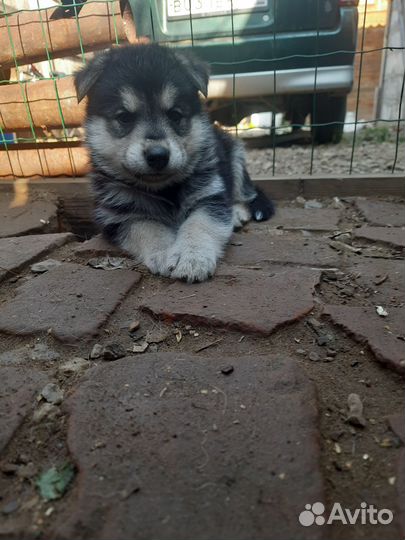 Щенки восточноевропейской овчарки