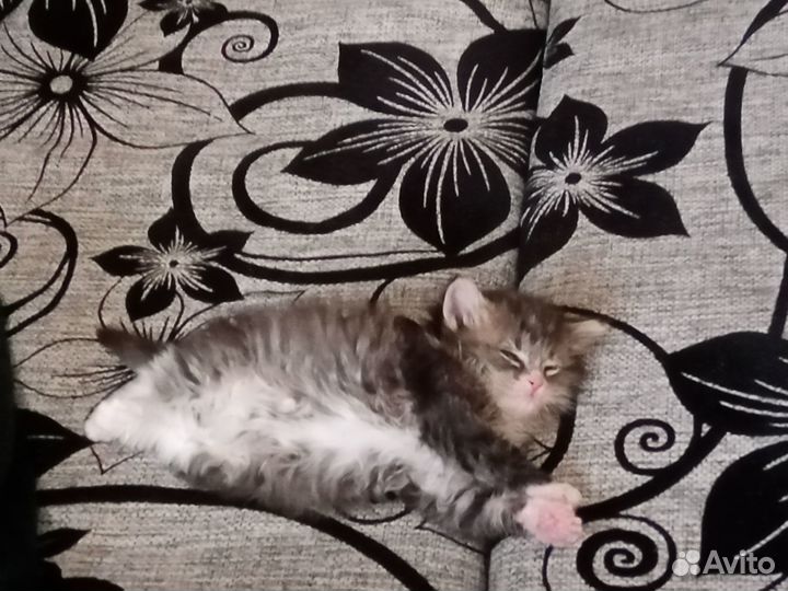 Кошечка в добрые руки