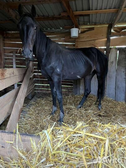 Къ жеребчик