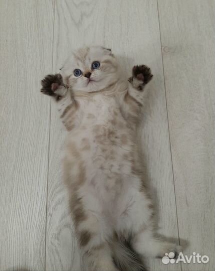 Шотландские котята
