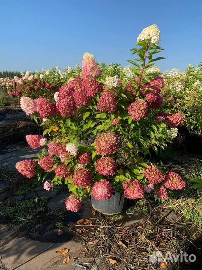 Саженцы Гортензия метельчатая Pink and Rose (Пинк