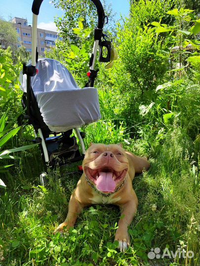 Американский булли вязка