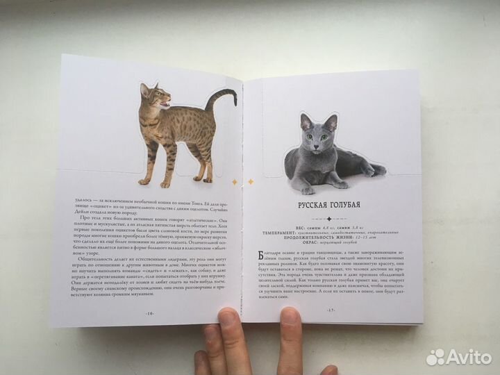 Дженнифер Пуллинг: Кошки