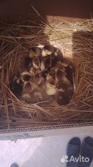 Индоутята суточные